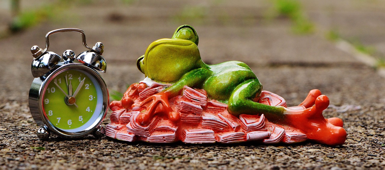 time is money, money calms down, sleep, heaps of money, frog, nature, figure, fun, cute, decoration, green, animal